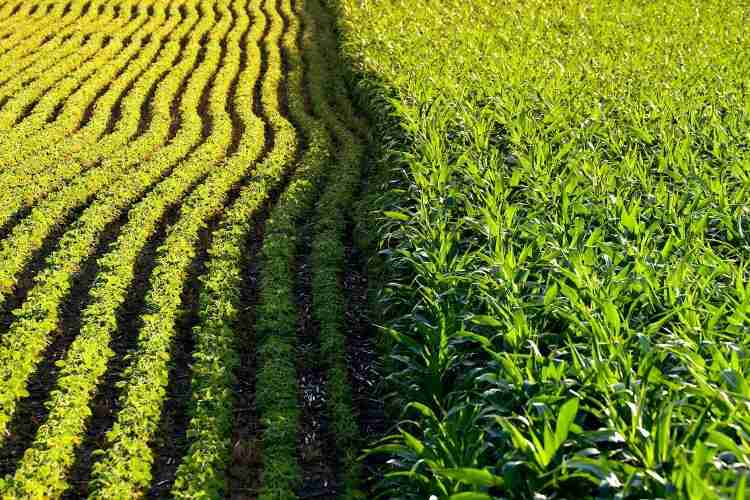Unchartered anomalies over GM crops