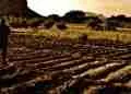 Paramount Yet Stagnant: Why Tech-Driven Agro-Insurance Has Stumbled in Ethiopia