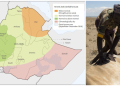 Drought Warning Threshold Reached in 114 Ethiopian Woredas Home to 9.3 Million People, FAO Says