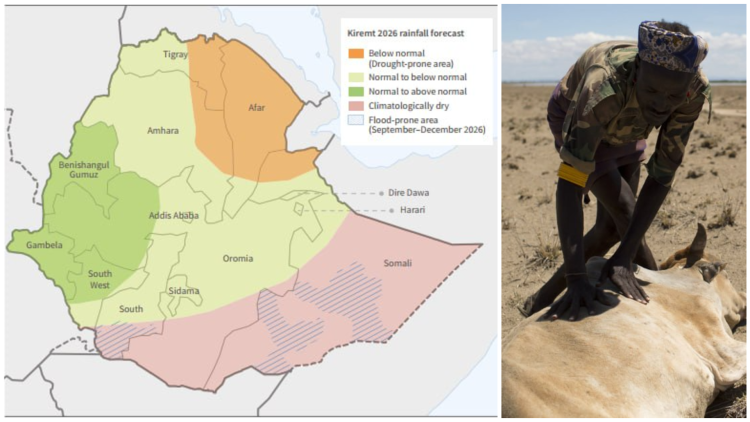 Drought Warning Threshold Reached in 114 Ethiopian Woredas Home to 9.3 Million People, FAO Says